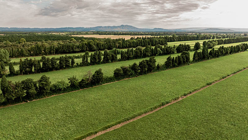 Prairie de Foin de Crau AOP