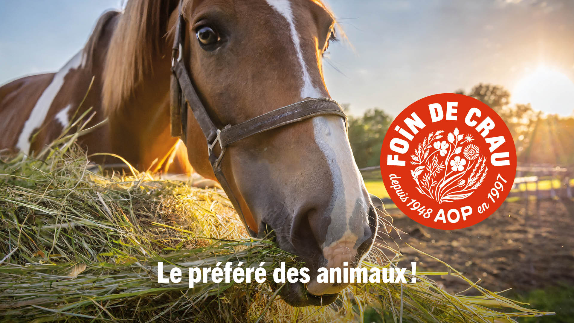Hérault : ce savoureux foin de Crau plébiscité par les animaux 